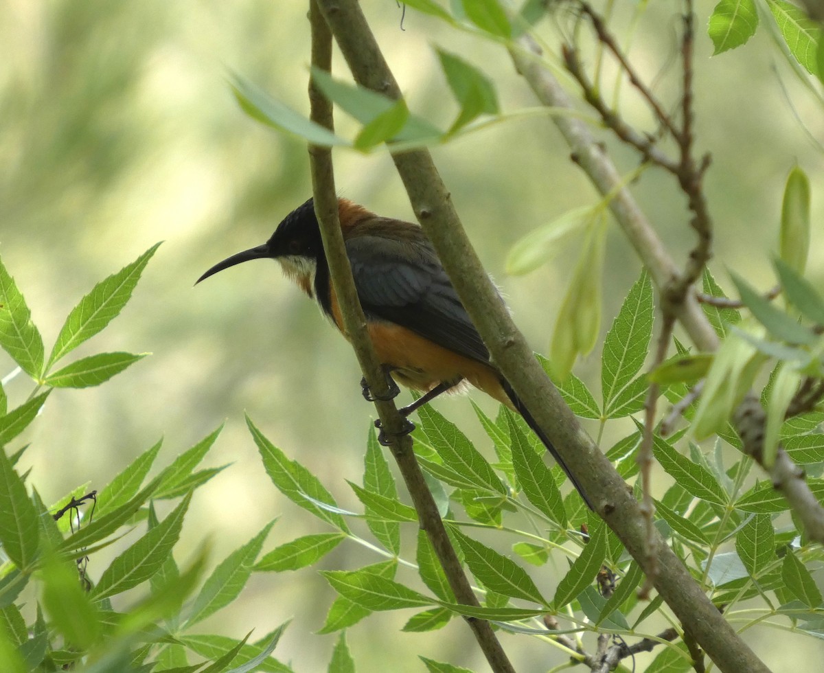 Eastern Spinebill - ML647804868