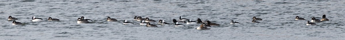 Bufflehead - ML647804869