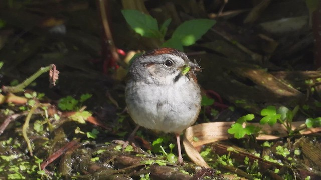Swamp Sparrow - ML647804870