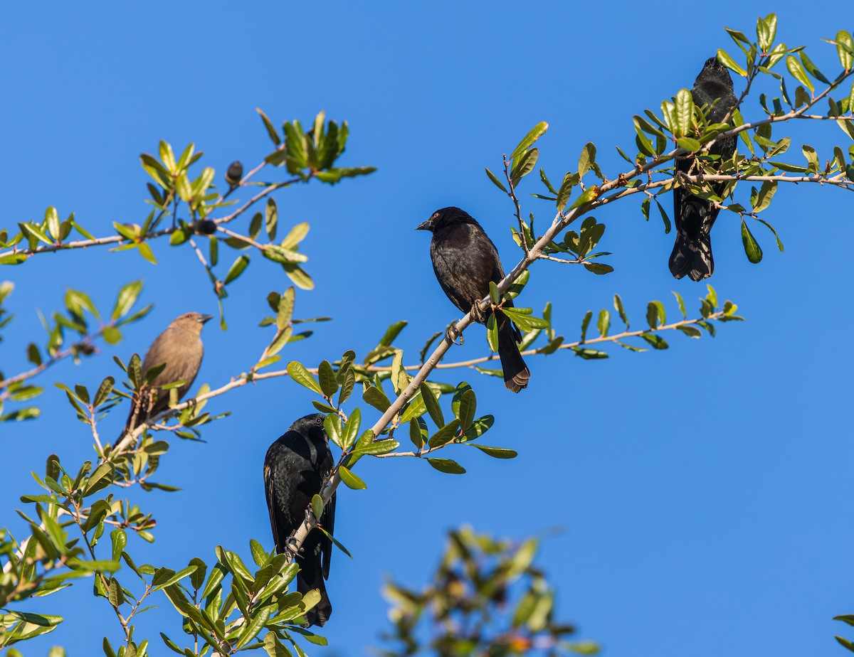 Red-winged Blackbird - ML647804871