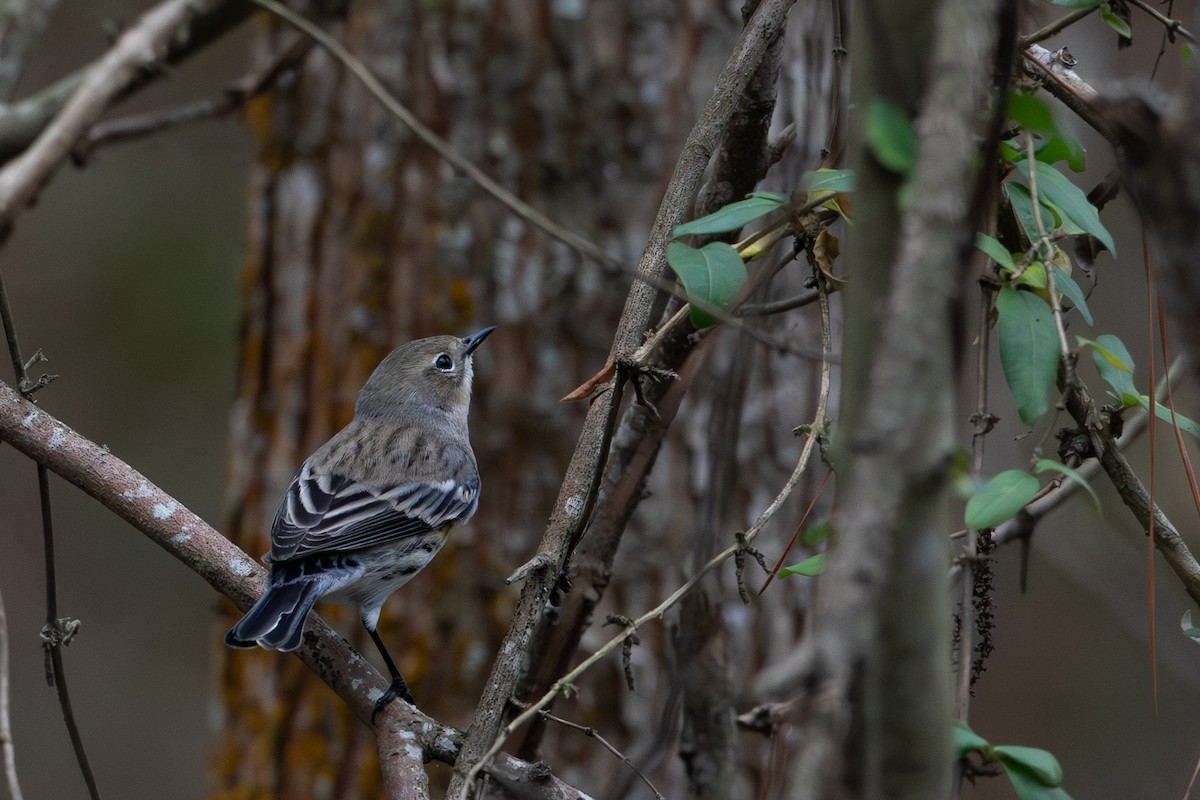Yellow-rumped Warbler - ML647804872
