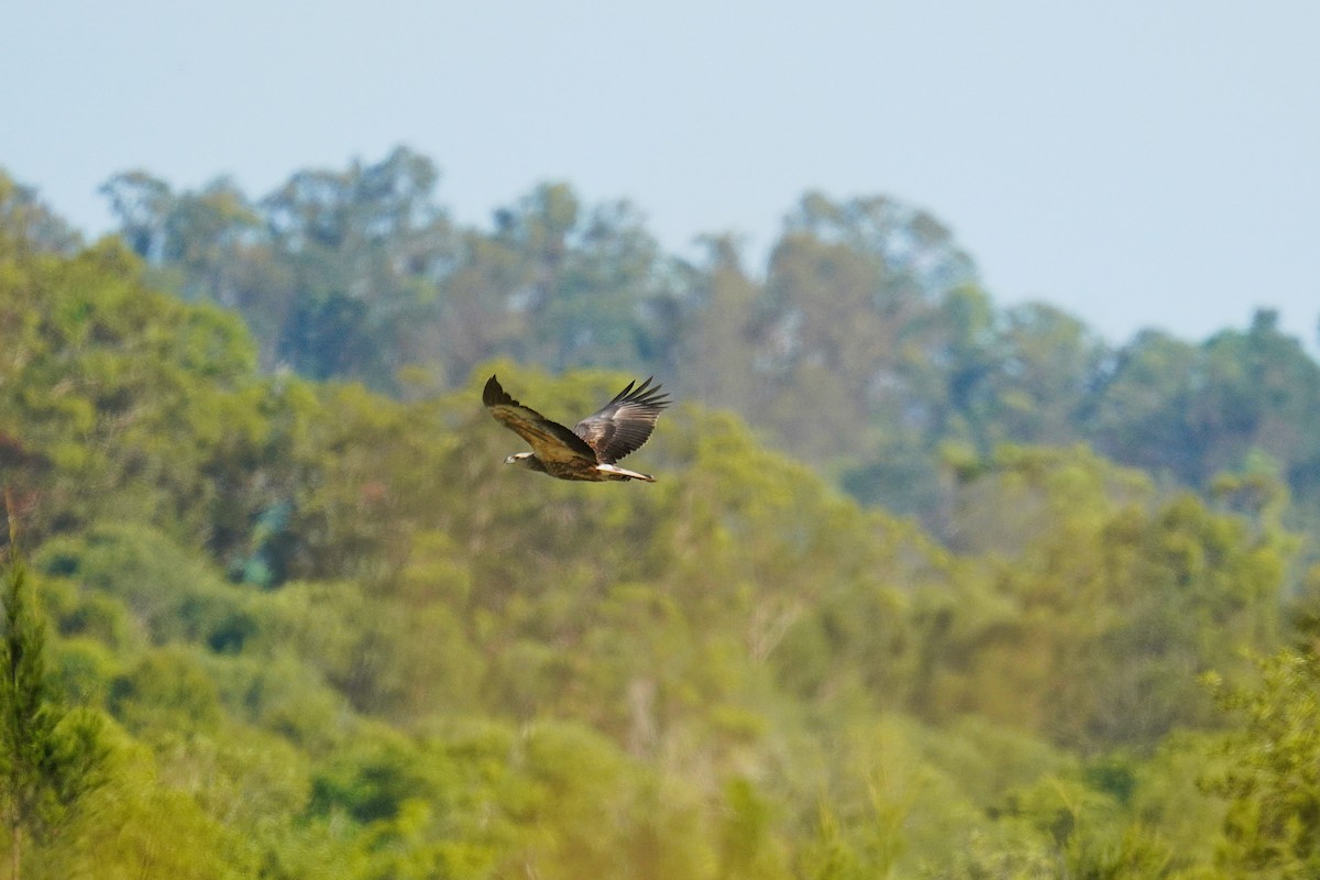 White-bellied Sea-Eagle - ML647804873
