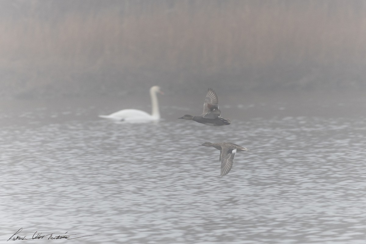 Gadwall - ML647804874