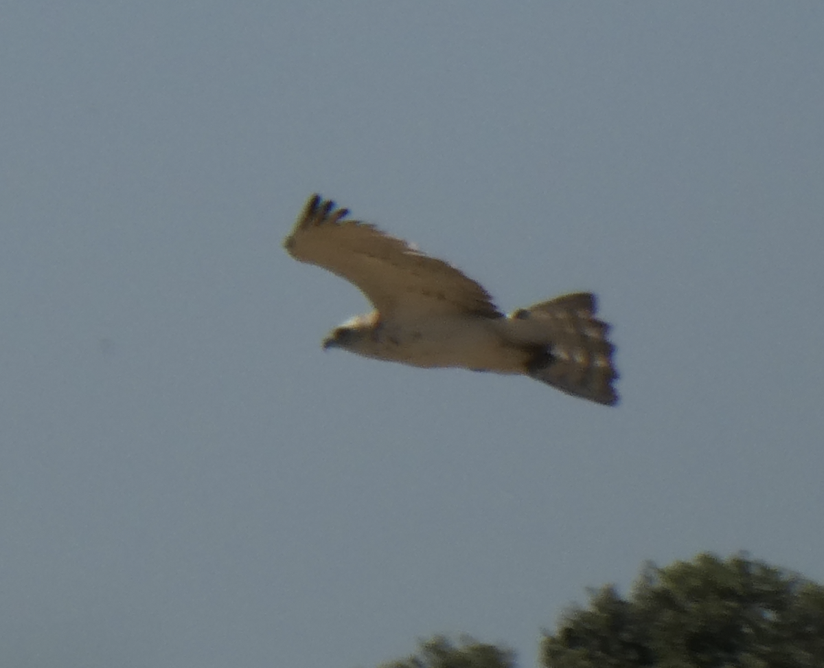 Black Kite - ML647804875
