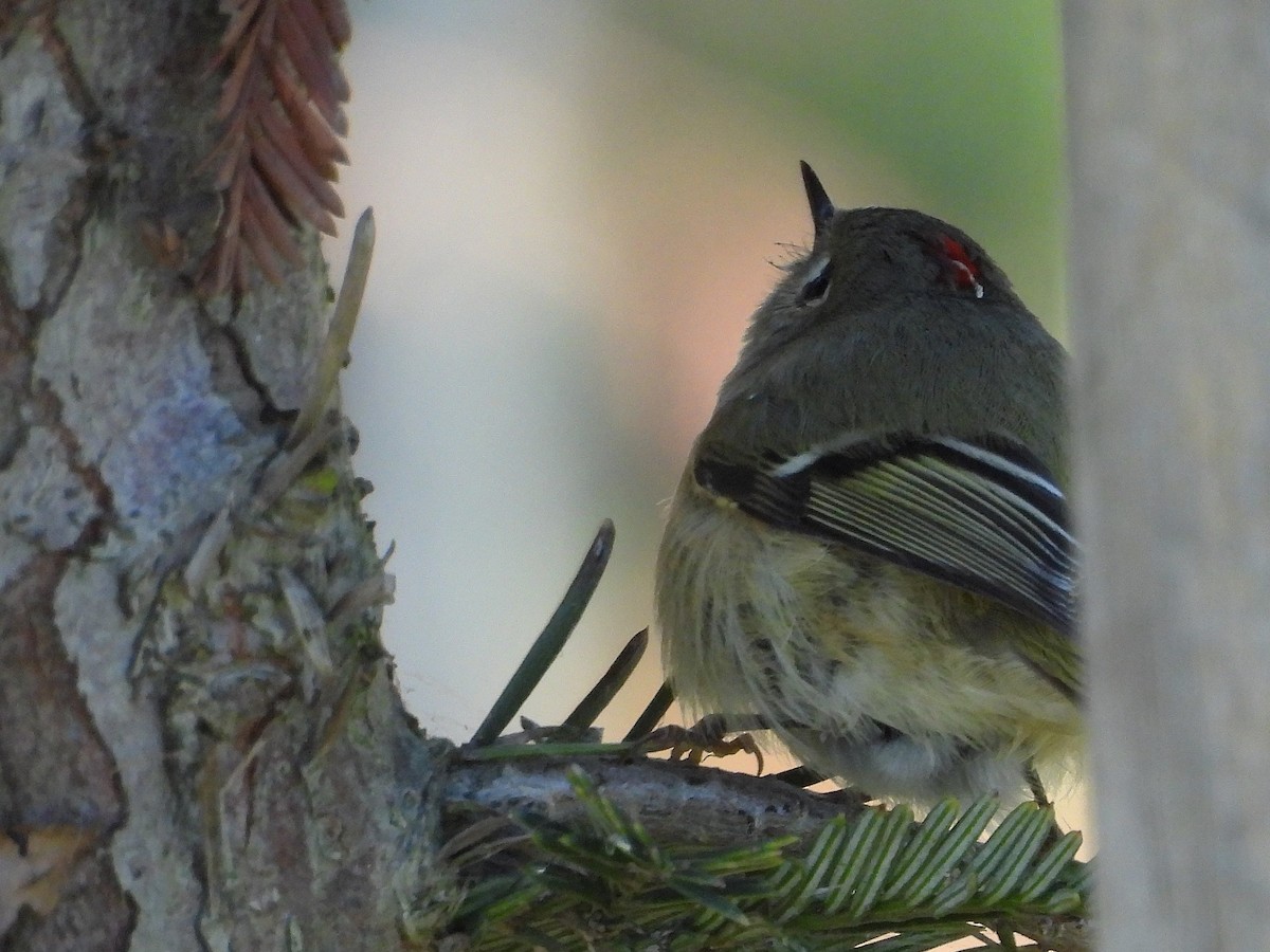 Ruby-crowned Kinglet - ML647804876