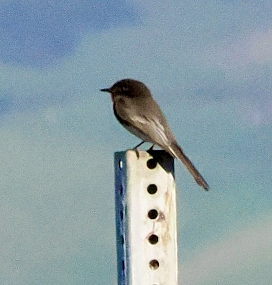 Black Phoebe - ML647804877