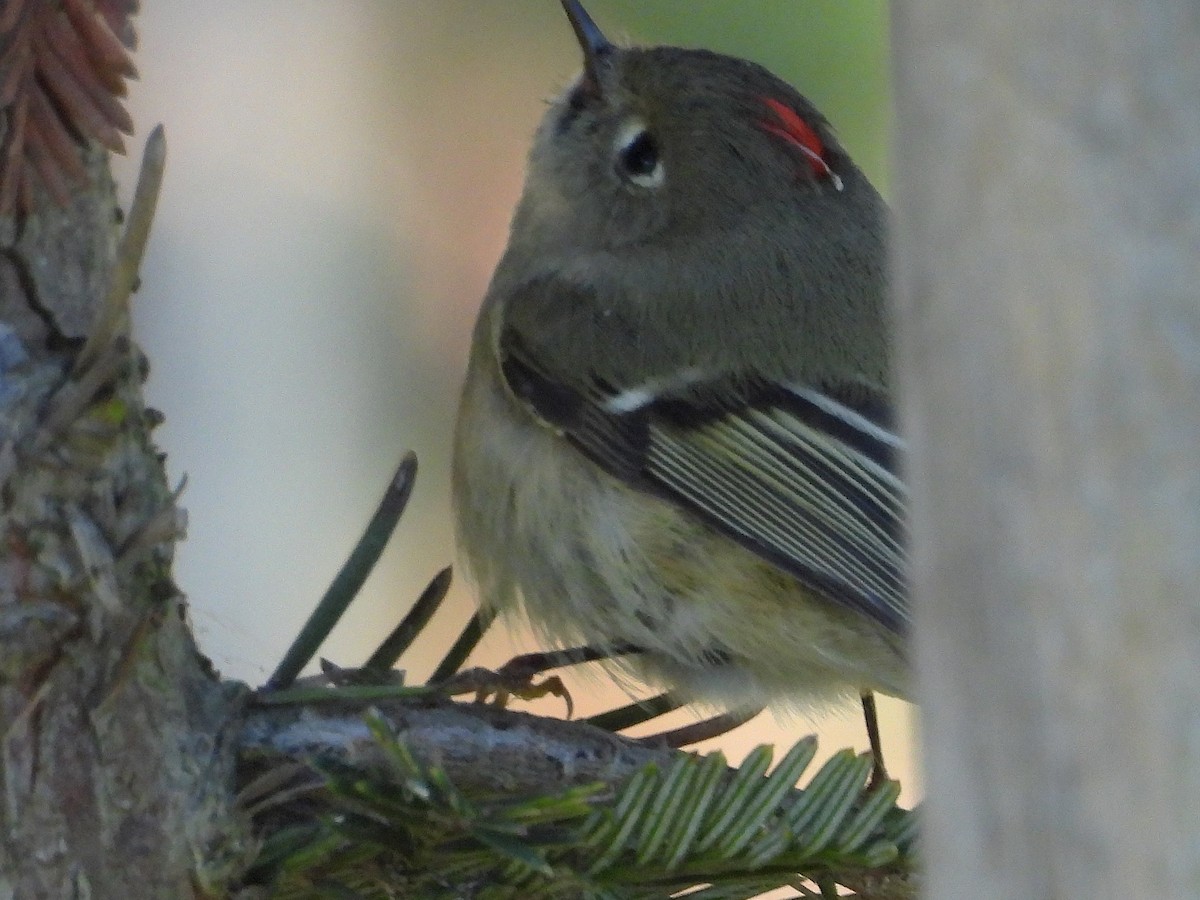 Ruby-crowned Kinglet - ML647804884