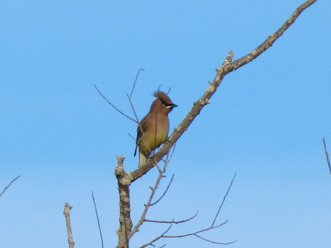 Омелюх американський - ML647804893