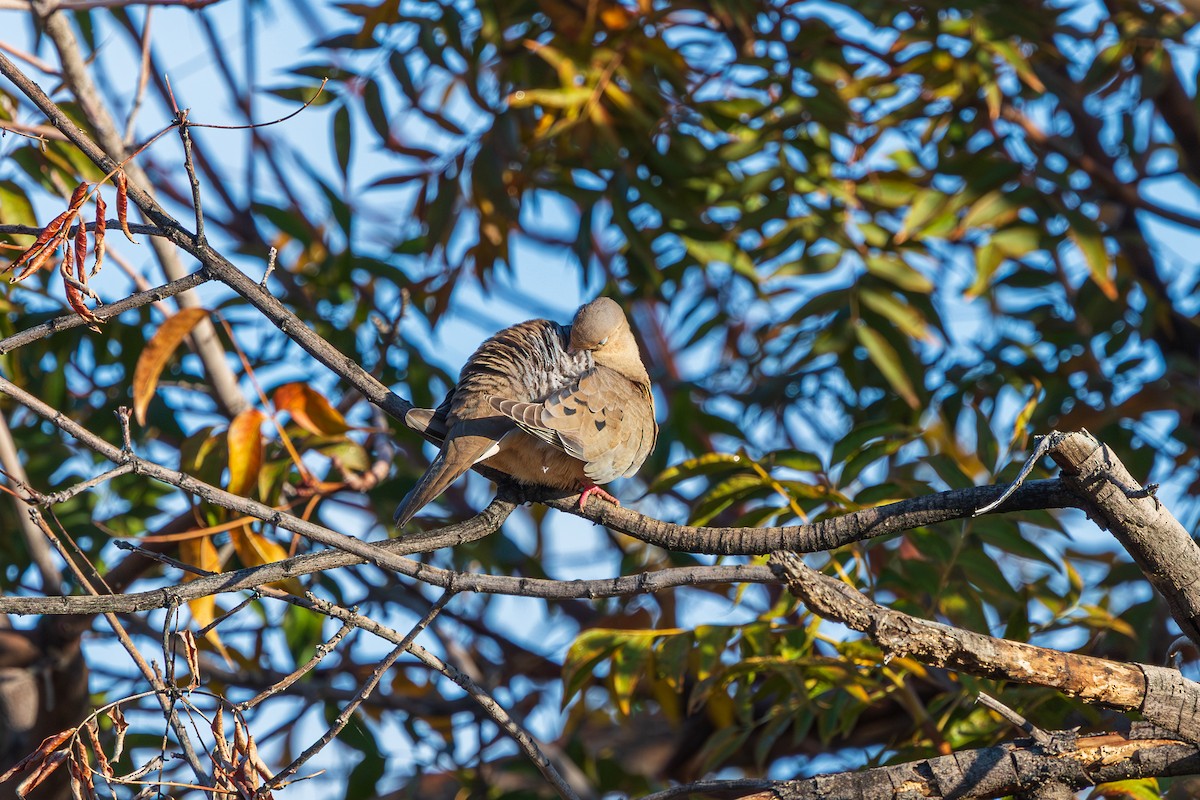 Zenaida Huilota - ML647804905