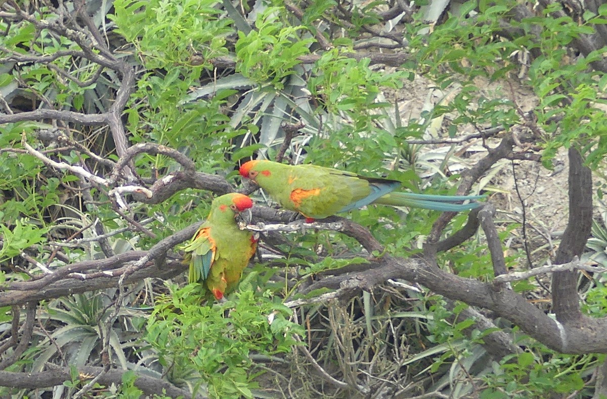 Red-fronted Macaw - ML647804924