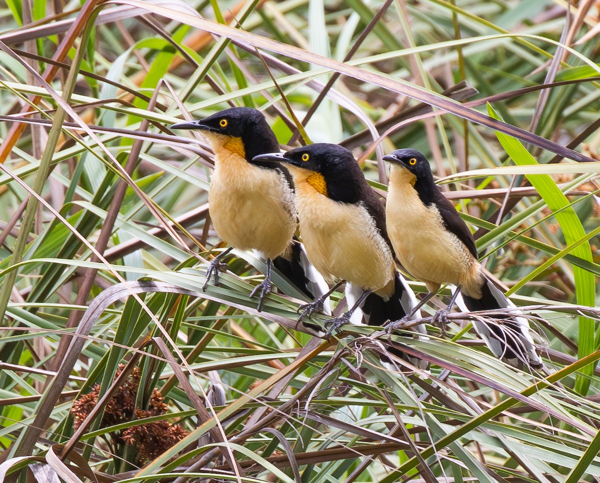 Black-capped Donacobius - ML647804933