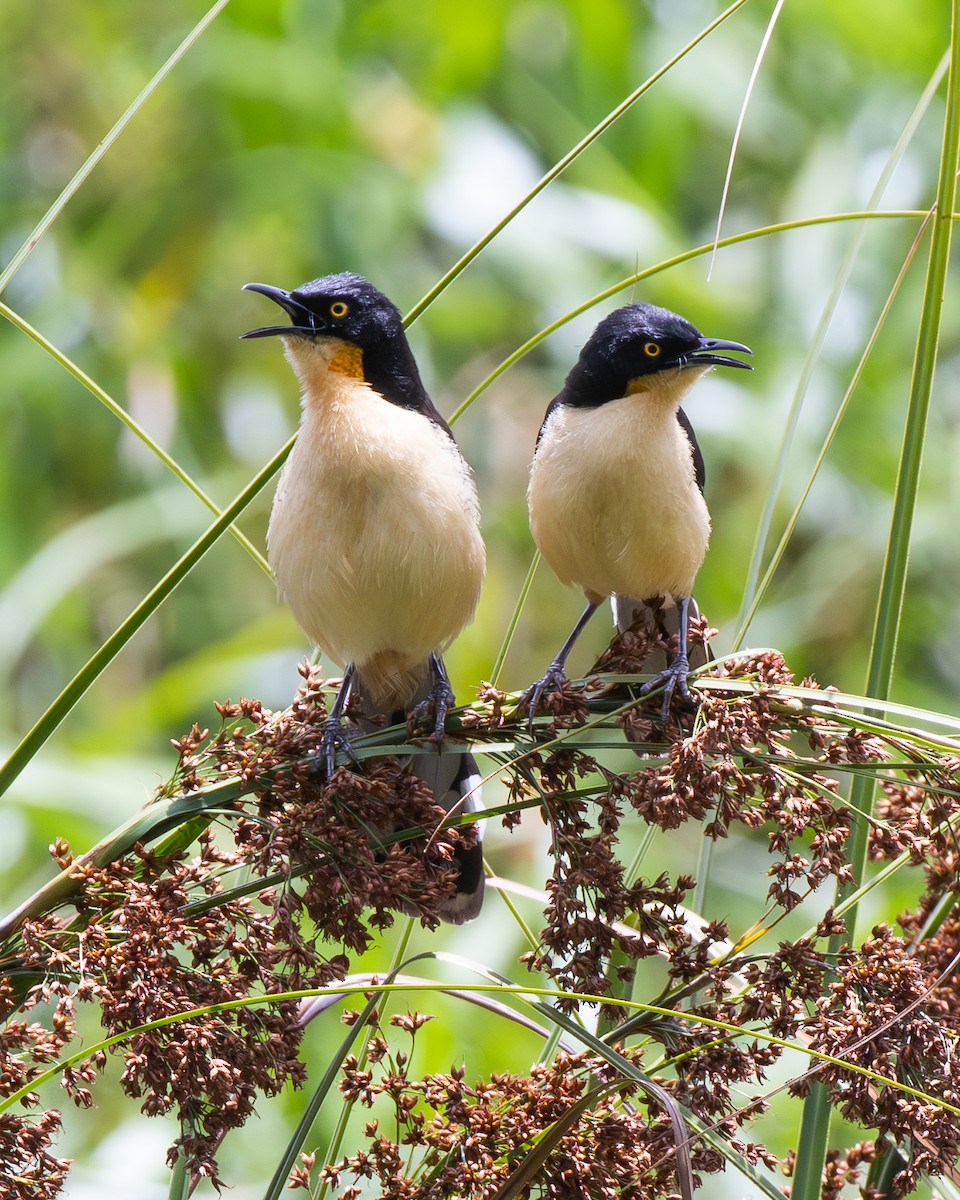 Black-capped Donacobius - ML647804934