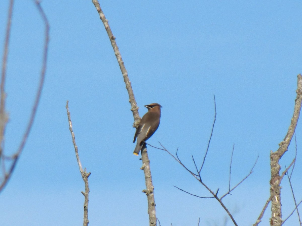 Омелюх американський - ML647804942