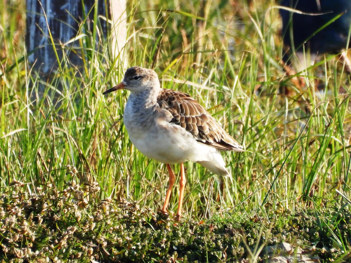 Borrokalaria - ML647804943