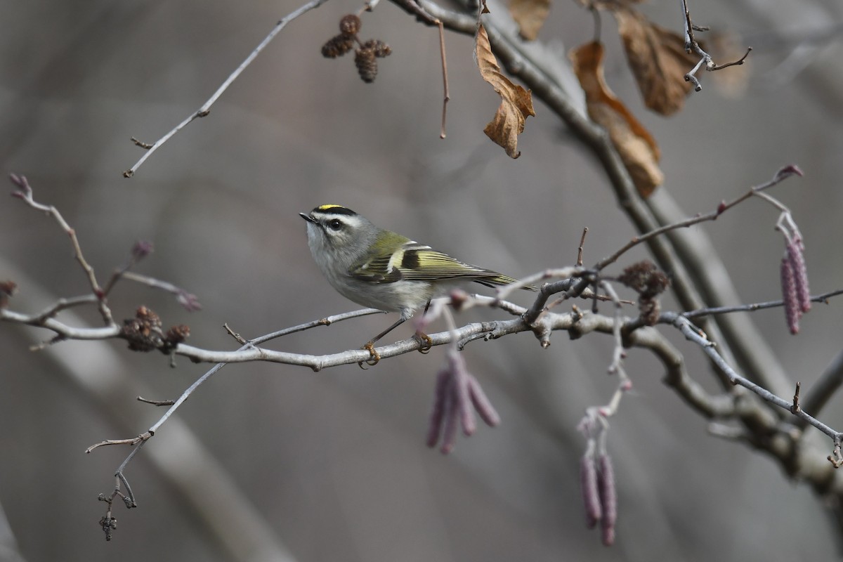 Erregetxo amerikarra - ML647804950