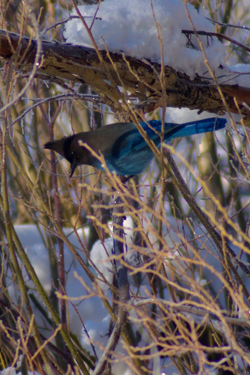 Steller's Jay - ML647804951