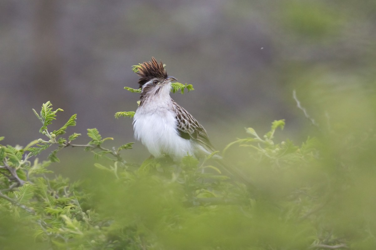 Striped Cuckoo - ML647804952