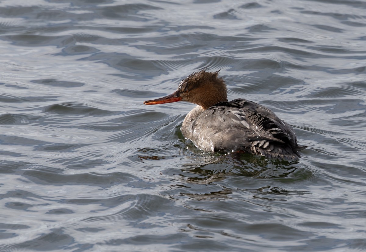 Zerra ertaina - ML647804953