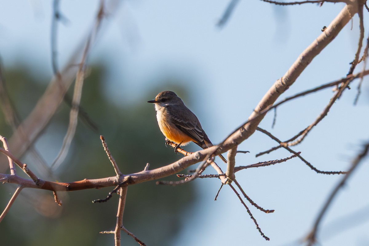Vermilion Flycatcher - ML647804954
