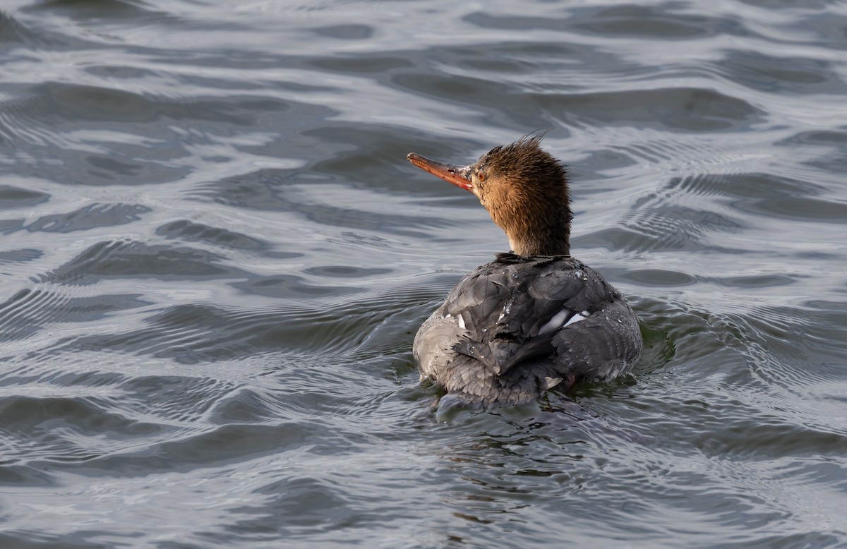 Zerra ertaina - ML647804955