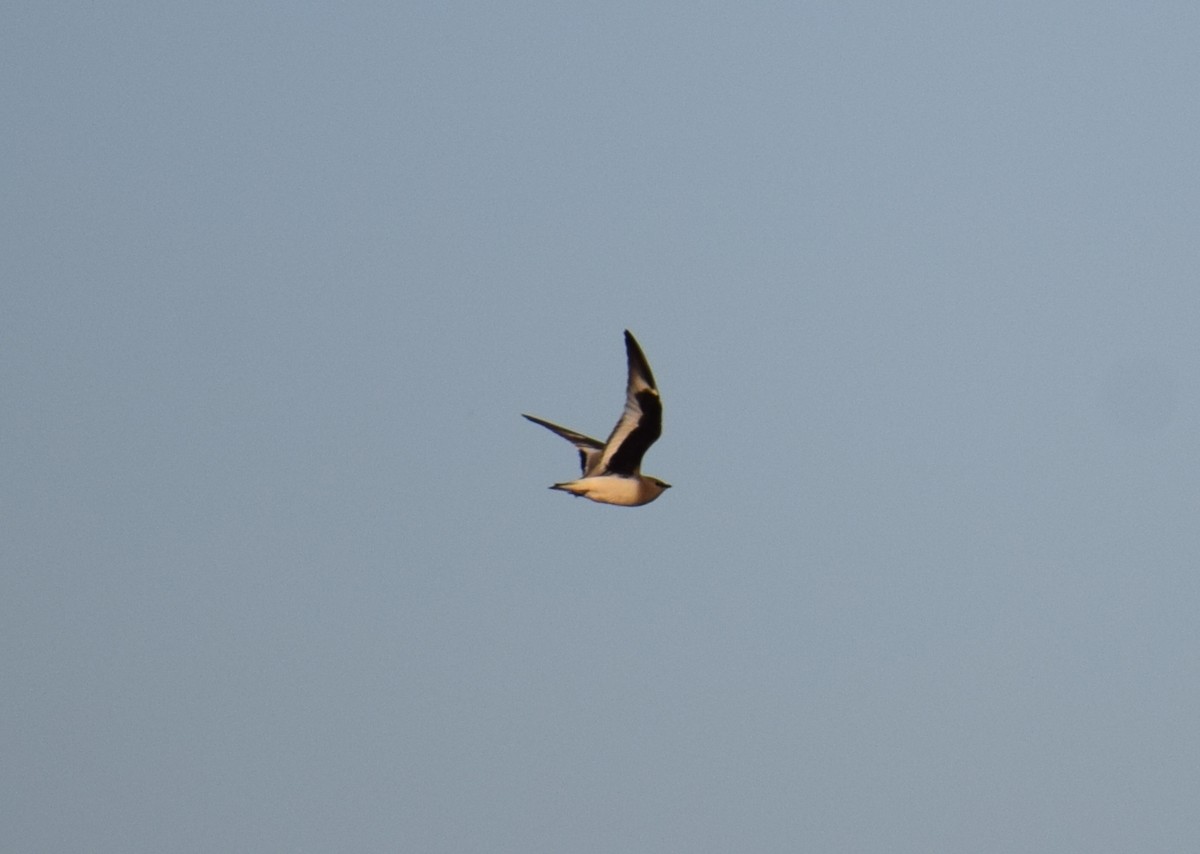 Pratinkola txikia - ML647804961