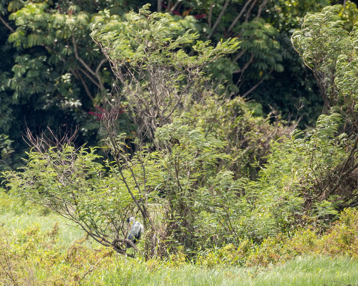 Cocoi Heron - ML647804963