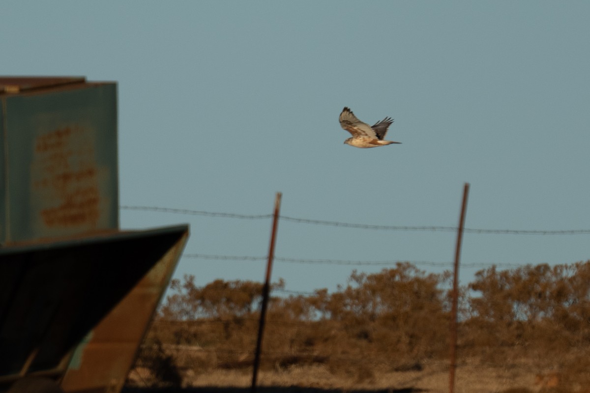 Ferruginous Hawk - ML647804964