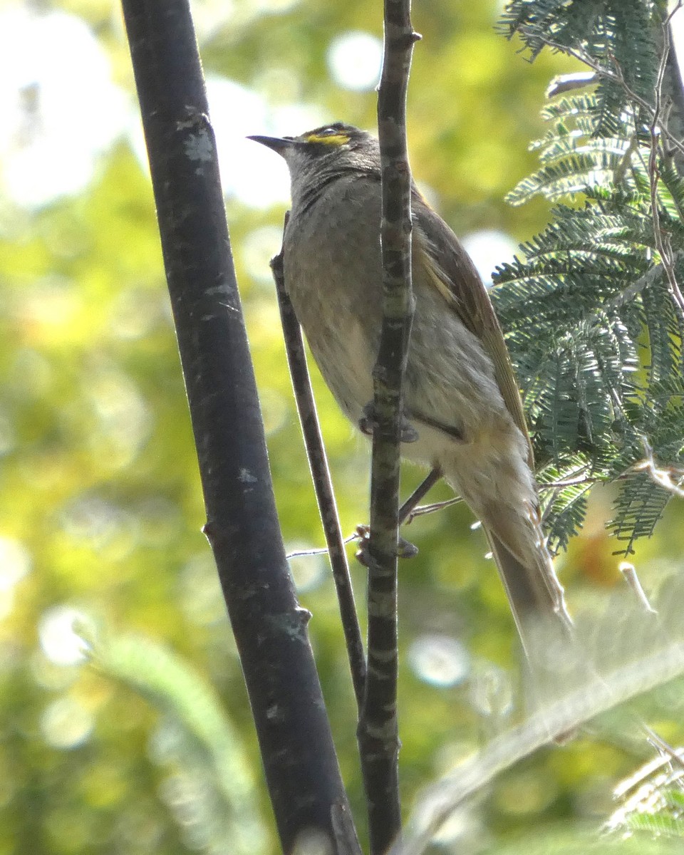 Yellow-faced Honeyeater - ML647804965