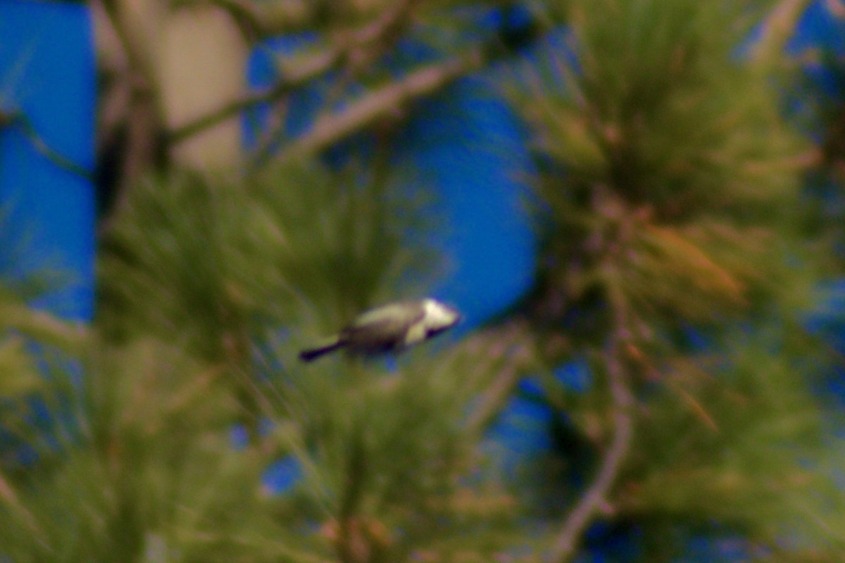 Mountain Chickadee - ML647804967