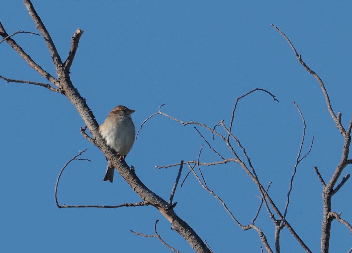 Etxe-txolarrea - ML647804968