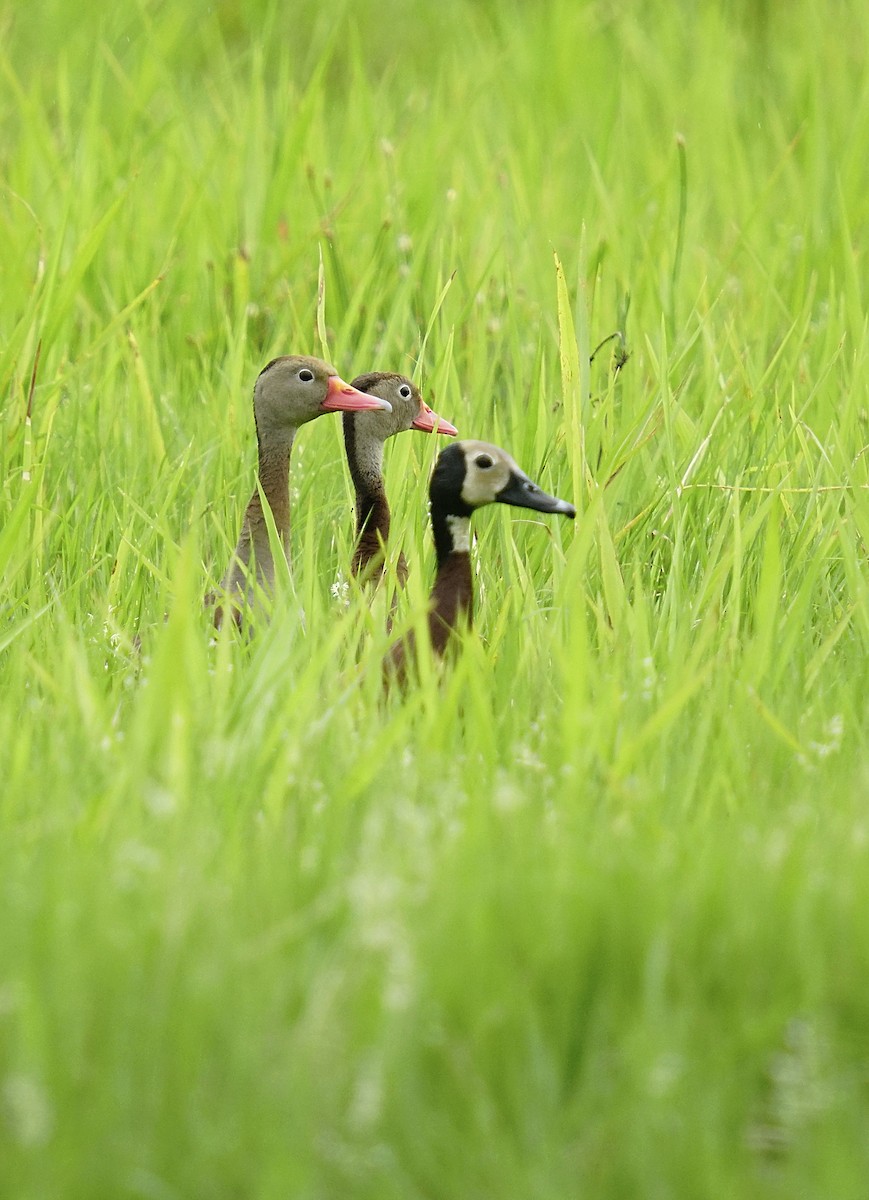 Zuhaitz-ahate mokogorria - ML647804971