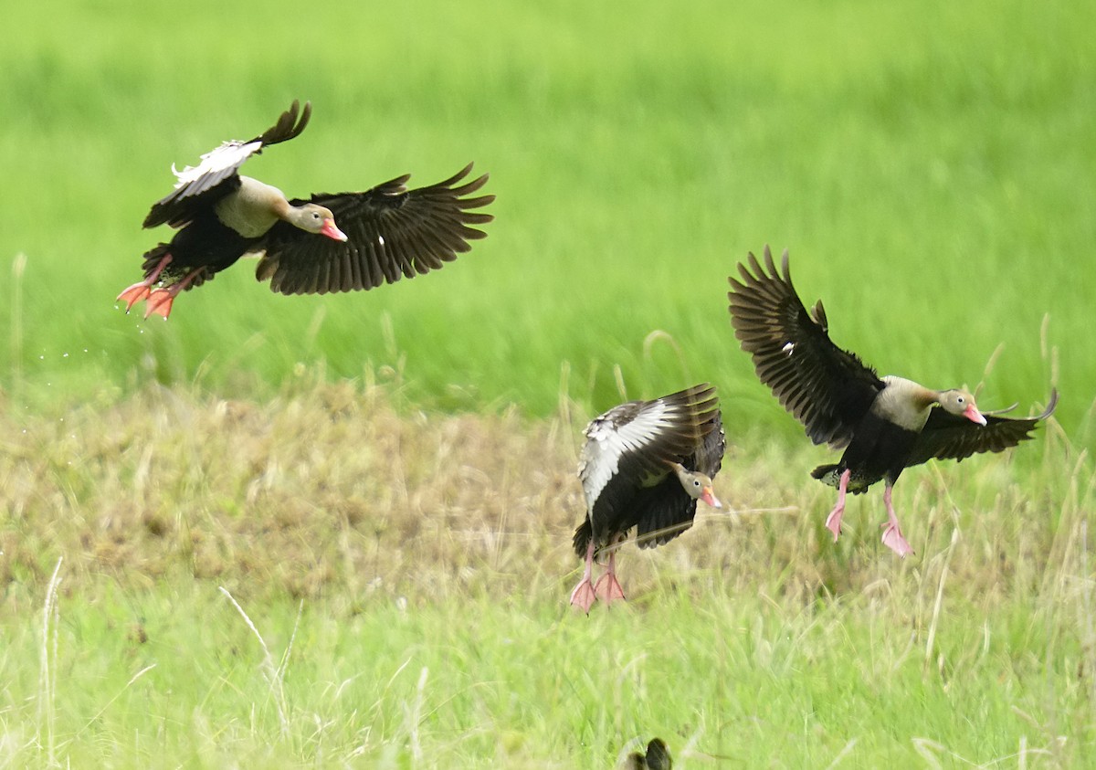 Zuhaitz-ahate mokogorria - ML647804972