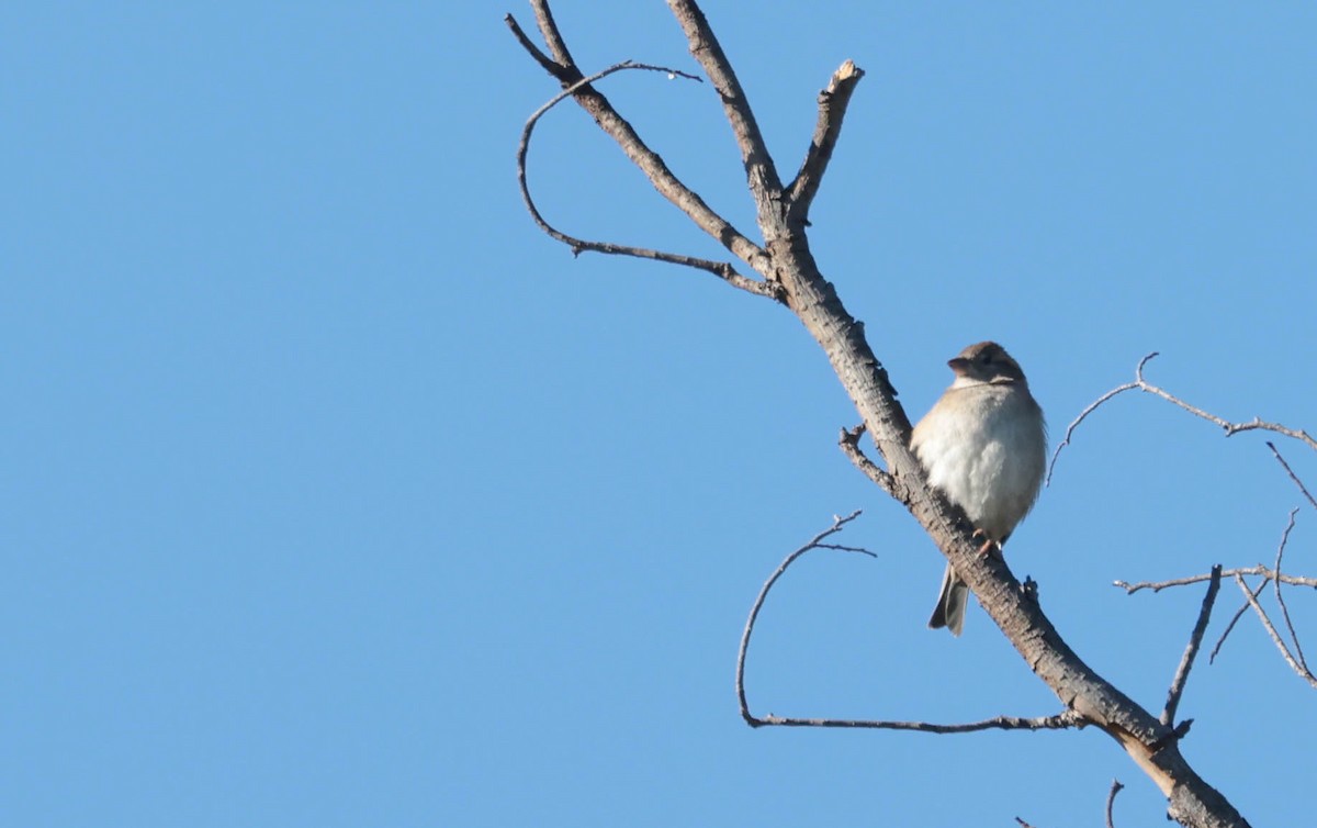 Etxe-txolarrea - ML647804973