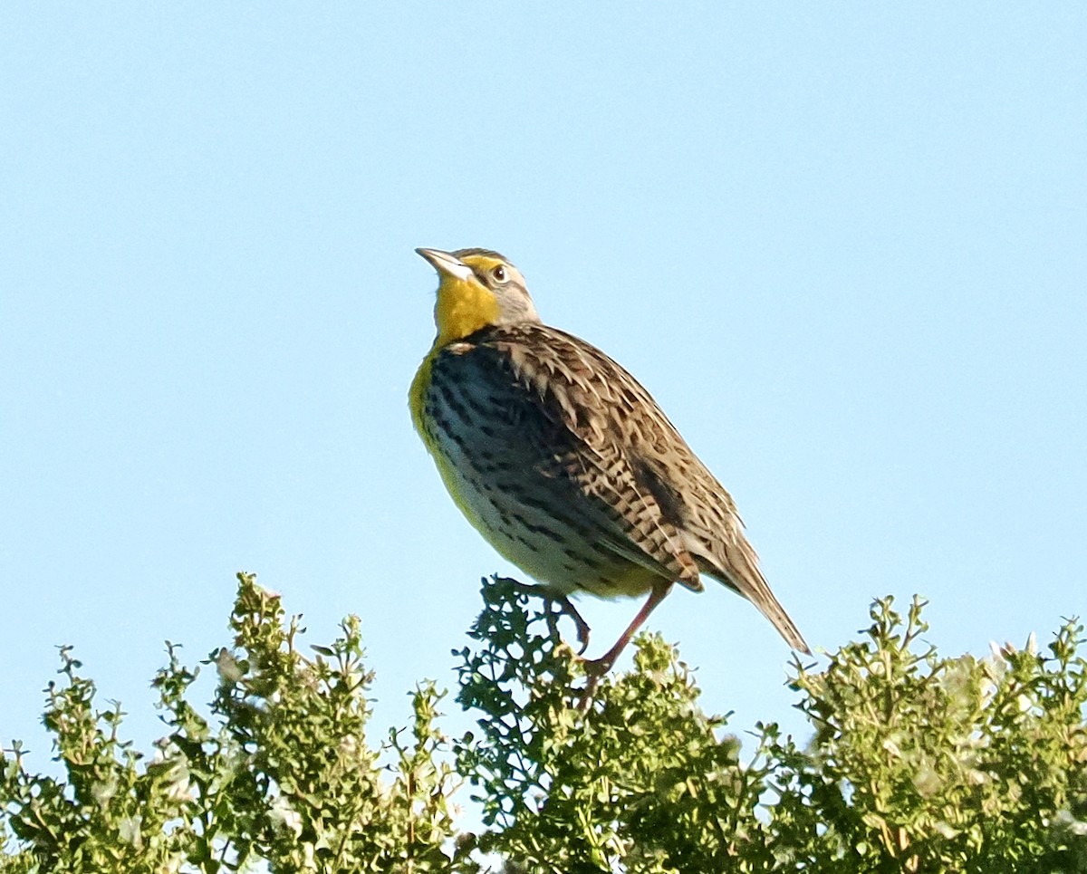 Western Meadowlark - ML647804975