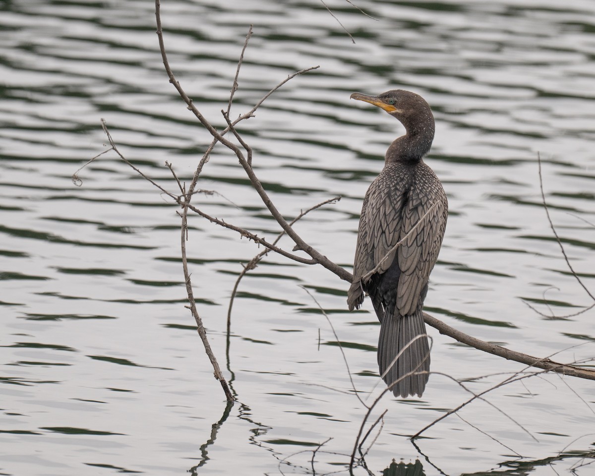Neotropic Cormorant - ML647804976