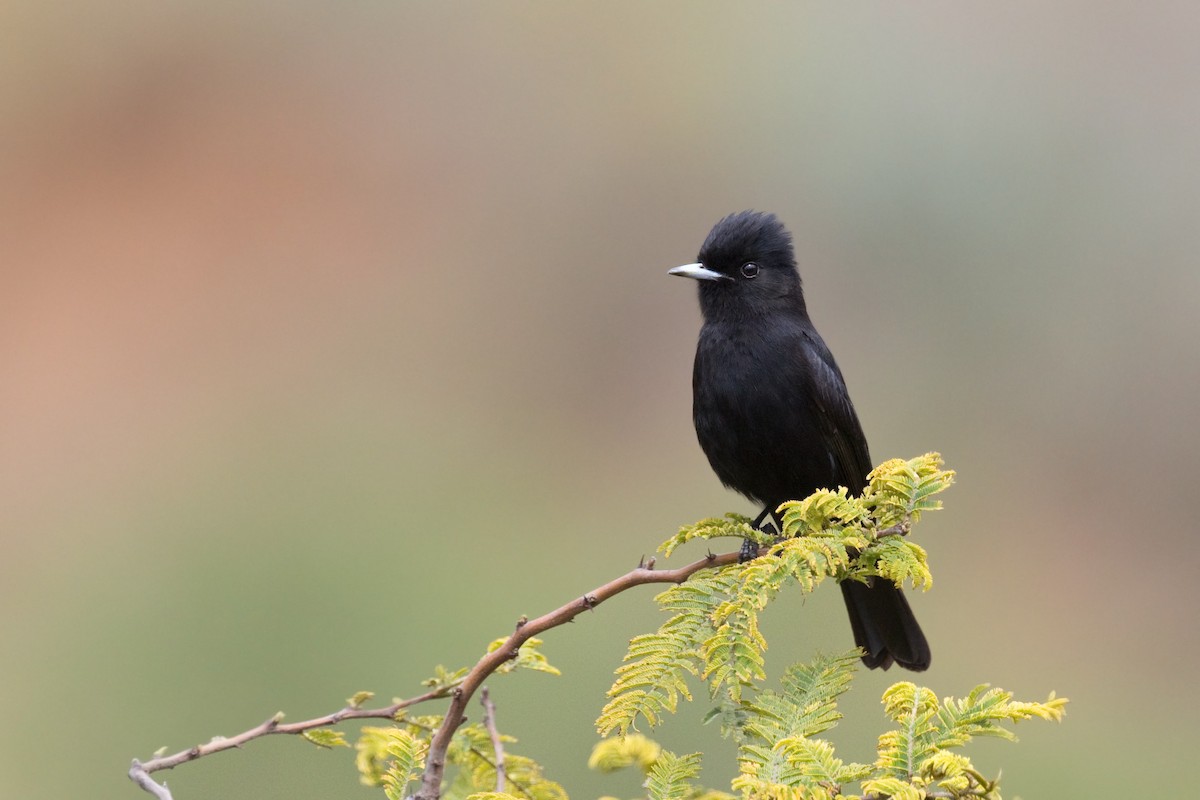 White-winged Black-Tyrant - ML647804978