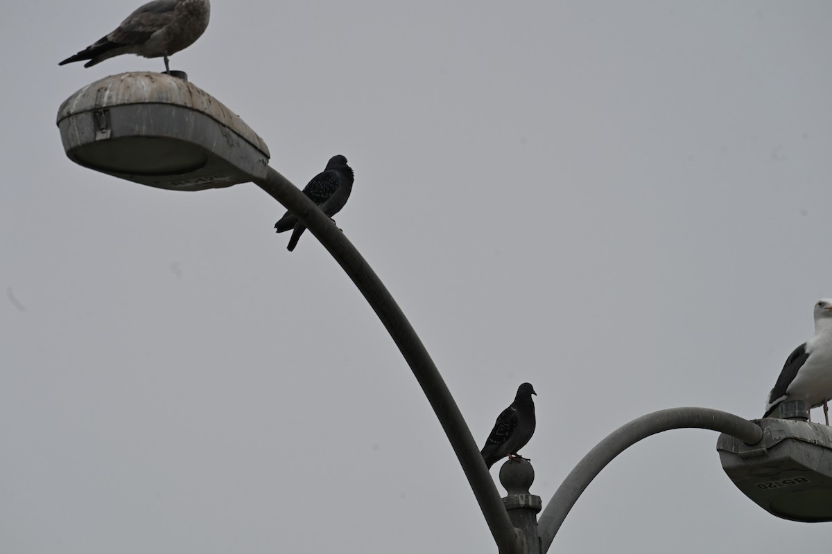 Haitz-usoa (etxekoa) - ML647804979