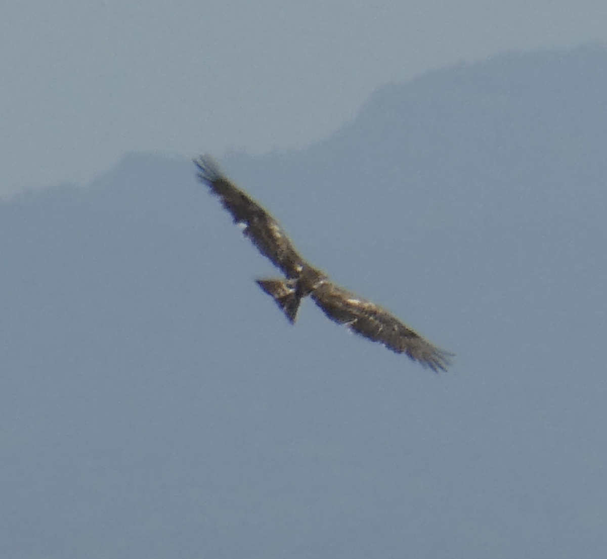 Miru beltza - ML647804980