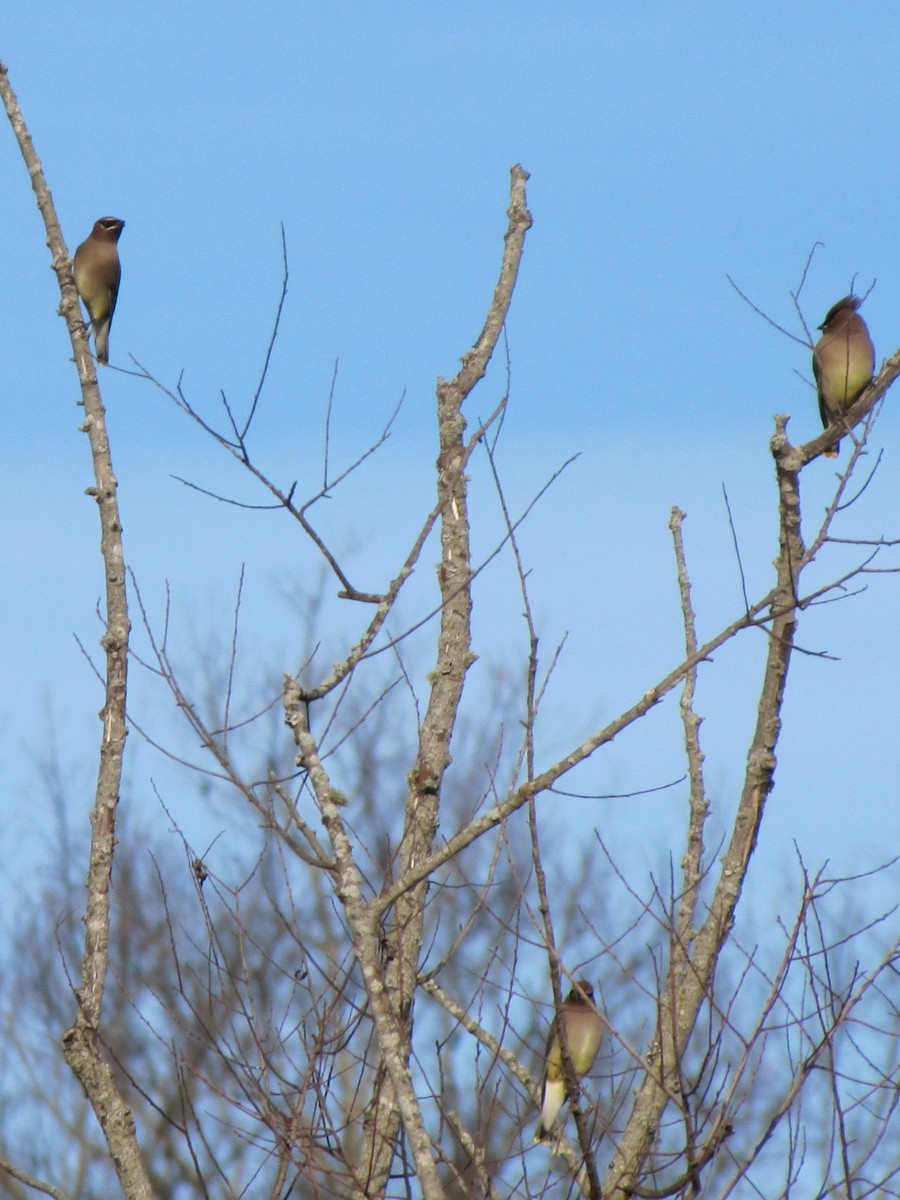 Buztanori amerikarra - ML647804981