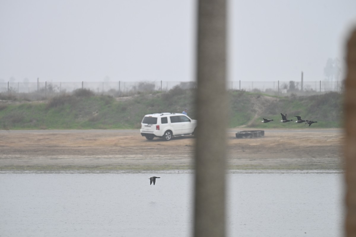 Branta musubeltza - ML647804982