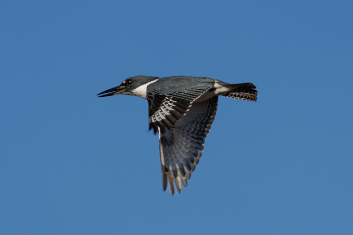 Martin handi iparramerikarra - ML647804993