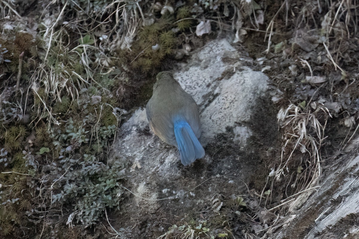 Robin de l'Himalaya - ML647804999