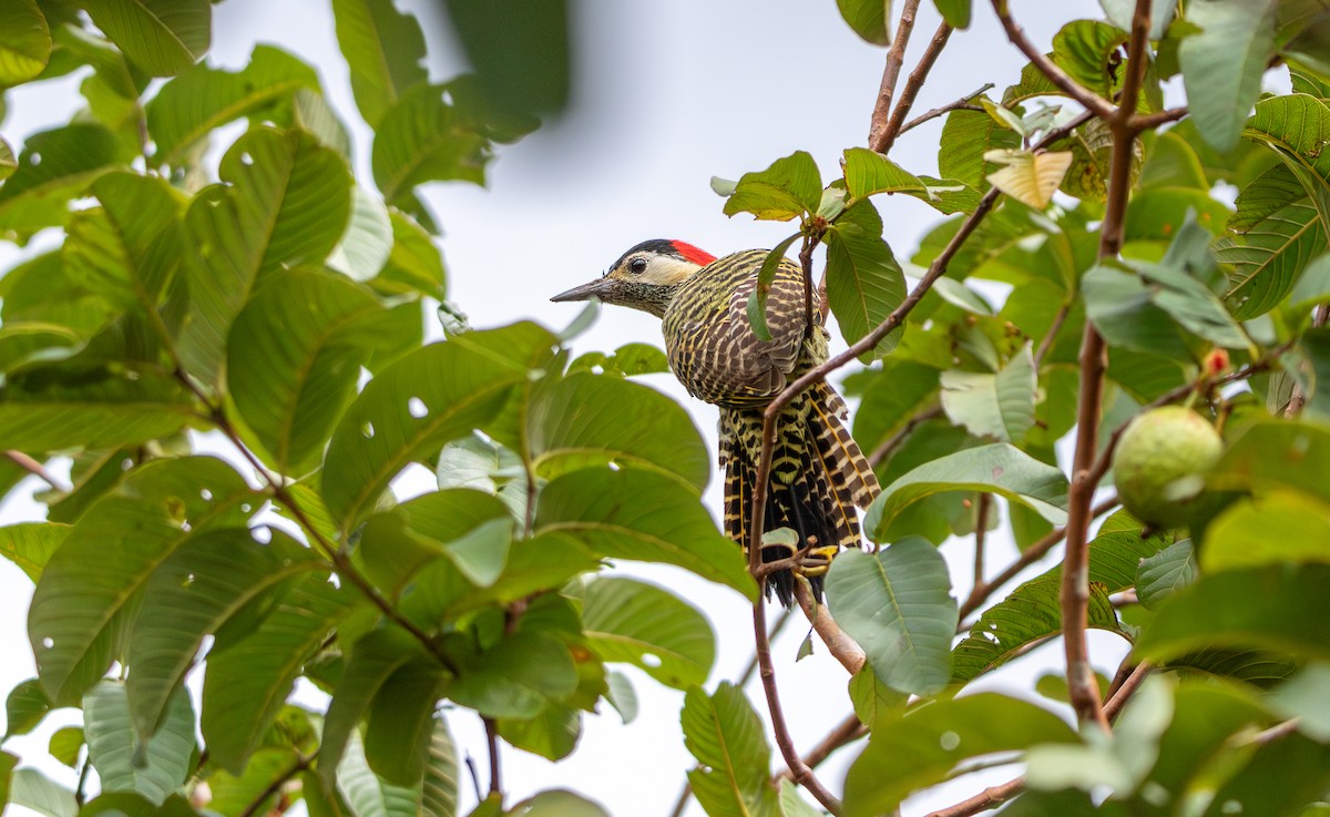 Carpintero Real - ML647805007