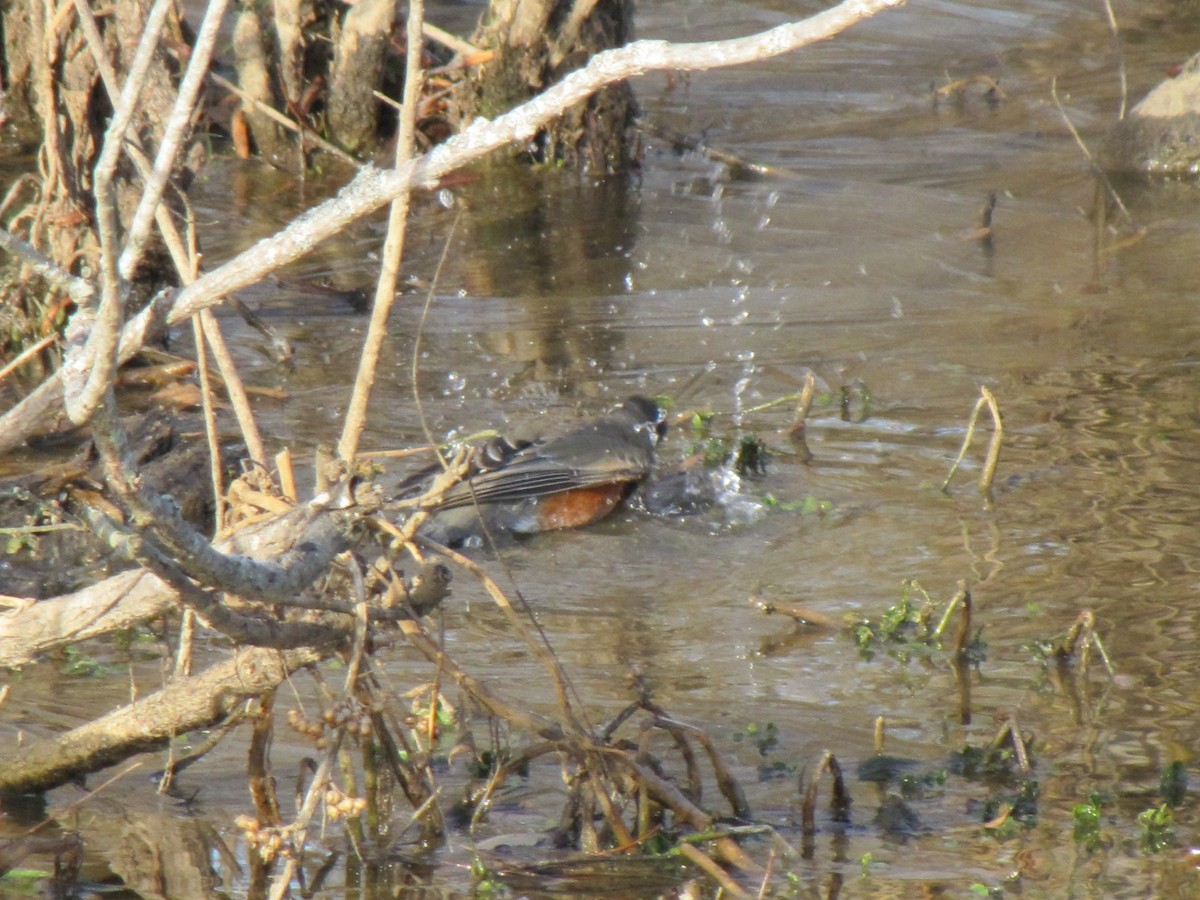 American Robin - ML647805012
