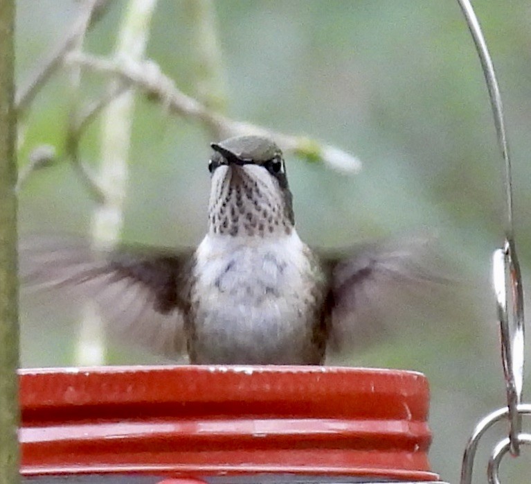 Рубиновогорлый колибри - ML647805020