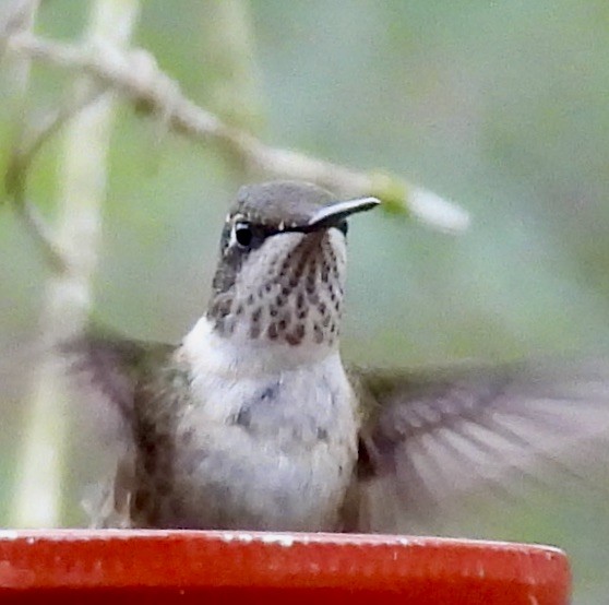 Рубиновогорлый колибри - ML647805021