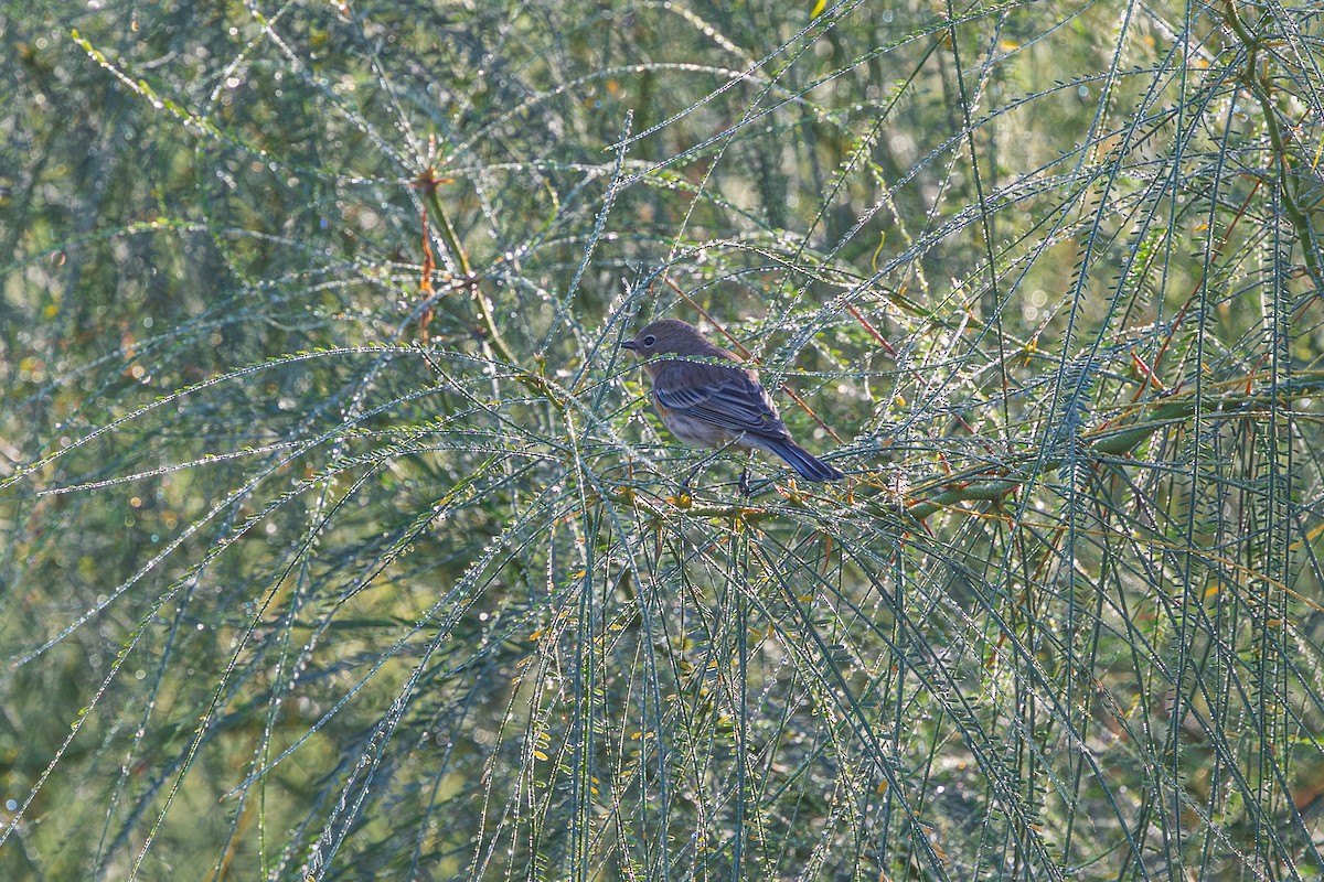 Yellow-rumped Warbler - ML647805030