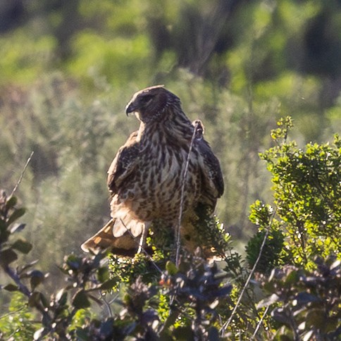 Лунь американський - ML647805055