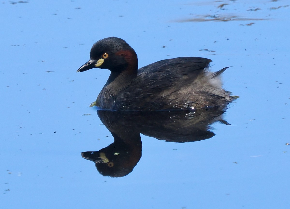 Australasian Grebe - ML647805056