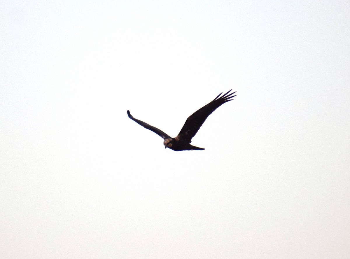 Western Marsh Harrier - ML647805088